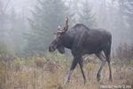 wildlife;Bull-Moose;Moose;Alces-alces;Broken-Antler;Fog;Berlin;NH;D3X;2011