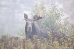wildlife;Bull-Moose;Moose;Alces-alces;Fog;Broken-Antler;Berlin;NH;D3X;2011