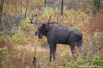 wildlife;Bull-Moose;Moose;Alces-alces;Bog;Branch;Berlin;NH;D3X;2011