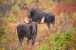 wildlife;Bull-Moose;Moose;Alces-alces;Bog;Rain;Branch;Berlin;NH;D3X;2011