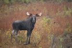 wildlife;Bull-Moose;Moose;Alces-alces;Bog;Berlin;NH;D3X;2011