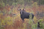 wildlife;Bull-Moose;Moose;Alces-alces;Bog;Rain;Berlin;NH;D3X;2011