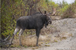 wildlife;Bull-Moose;Moose;Alces-alces;Gravel;Berlin;NH;D3X;2011