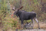 wildlife;Bull-Moose;Moose;Alces-alces;Gravel;Back-roads;Berlin;NH;D3X;2011