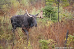 wildlife;Bull-Moose;Moose;Alces-alces;Bog;Rain;Berlin;NH;D3X;2011
