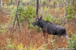 wildlife;Bull-Moose;Moose;Alces-alces;Bog;Rain;Berlin;NH;D3X;2011