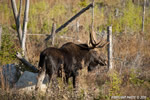 wildlife;Bull-Moose;Moose;Alces-alces;Bog;Berlin;NH;D3X;2011