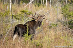 wildlife;Bull-Moose;Moose;Alces-alces;Bog;Berlin;Flehmen-Response;Scent;NH;D3X;2011