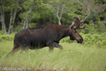 wildlife;Bull-Moose;Moose;Alces-alces;Grass;Maine;ME