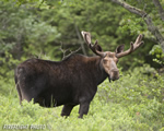 wildlife;Bull-Moose;Moose;Alces-alces;Pond;Maine;ME