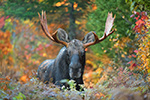 wildlife;Bull-Moose;Moose;Alces-alces;Foliage;foliage;Berlin;NH;D4s;2014