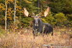 wildlife;Bull-Moose;Moose;Alces-alces;clear-cut;Easton;NH;D4s;2014