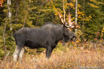 wildlife;Bull-Moose;Moose;Alces-alces;clear-cut;Easton;NH;D4s;2014