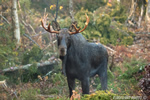 wildlife;Bull-Moose;Moose;Alces-alces;clear-cut;Errol;NH;D4s;2014