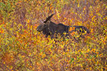 wildlife;Bull-Moose;Moose;Alces-alces;back-roads;Berlin;NH;D4s;2014