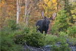 wildlife;Bull-Moose;Moose;Alces-alces;Foliage;Errol;New-Hampshire;NH