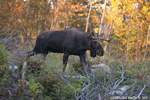wildlife;Bull-Moose;Moose;Alces-alces;Foliage;Errol;New-Hampshire;NH