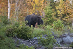 wildlife;Bull-Moose;Moose;Alces-alces;Foliage;Errol;New-Hampshire;NH;D3X