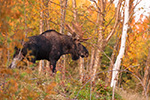 wildlife;Bull-Moose;Moose;Alces-alces;Foliage;Errol;New-Hampshire;NH;D3X