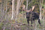 wildlife;Bull-Moose;Moose;Alces-alces;Bog;Berlin;NH;D3X;2011