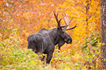 wildlife;Bull-Moose;Moose;Alces-alces;Maine;ME;Foliage