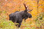 wildlife;Bull-Moose;Moose;Alces-alces;Maine;ME;Foliage