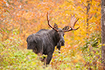 wildlife;Bull-Moose;Moose;Alces-alces;Maine;ME;Foliage