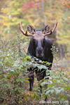 wildlife;Bull-Moose;Moose;Alces-alces;Clearcut;Foliage;Sugarhill;NH;D3X;2011