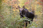 wildlife;Bull-Moose;Moose;Alces-alces;Clearcut;Foliage;Sugarhill;NH;D3X;2011