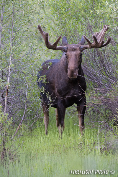 wildlife;Bull Moose;Moose;Alces alces;pond;Grand Teton;WY;Wyoming;D4;2012