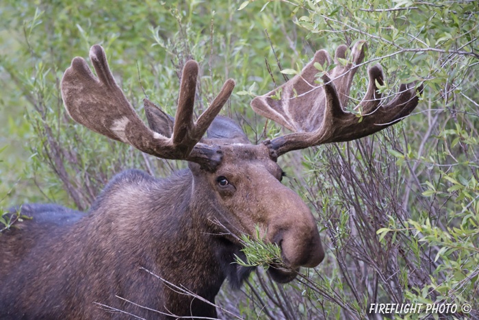 wildlife;Bull Moose;Moose;Alces alces;pond;Grand Teton;WY;Wyoming;D4;2012