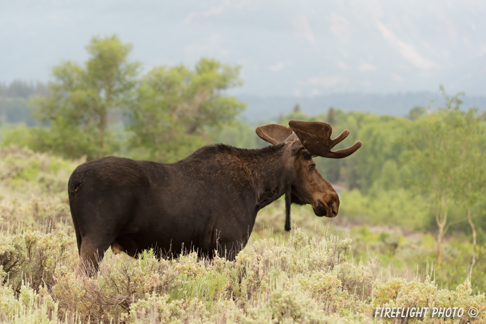 wildlife;Bull Moose;Moose;Alces alces;pond;Grand Teton;WY;Wyoming;D4;2012