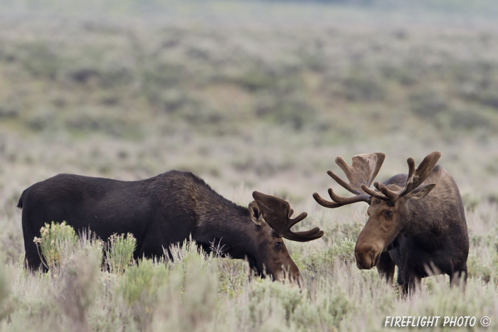 wildlife;Bull Moose;Moose;Alces alces;Sagebrush;Grand Teton;WY;D4;2012