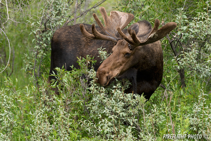 wildlife;Bull Moose;Moose;Alces alces;willows;Grand Teton;WY;Wyoming;D4;2012