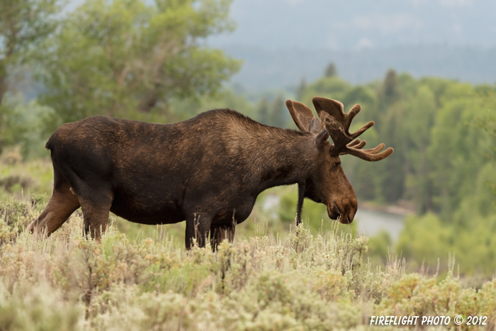 wildlife;Bull Moose;Moose;Alces alces;Snake River;Grand Teton;WY;Wyoming;D4;2012
