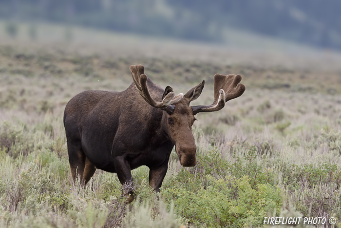 wildlife;Bull Moose;Moose;Alces alces;Sagebrush;Grand Teton;WY;D4;2012