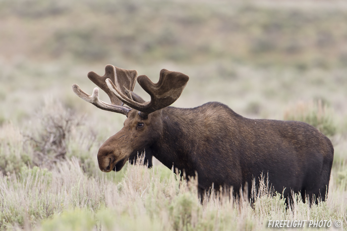 wildlife;Bull Moose;Moose;Alces alces;Sagebrush;Grand Teton;WY;D4;2012