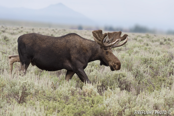 wildlife;Bull Moose;Moose;Alces alces;Sagebrush;Grand Teton;WY;D4;2012