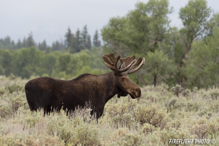 wildlife;Bull Moose;Moose;Alces alces;Sagebrush;Grand Teton;WY;D4;2012