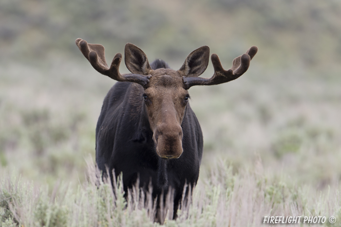 wildlife;Bull Moose;Moose;Alces alces;Sagebrush;Grand Teton;WY;D4;2012