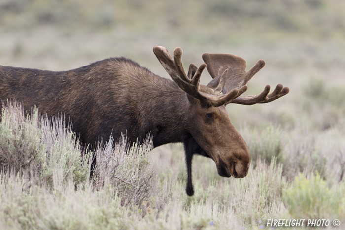 wildlife;Bull Moose;Moose;Alces alces;Sagebrush;Grand Teton;WY;D4;2012