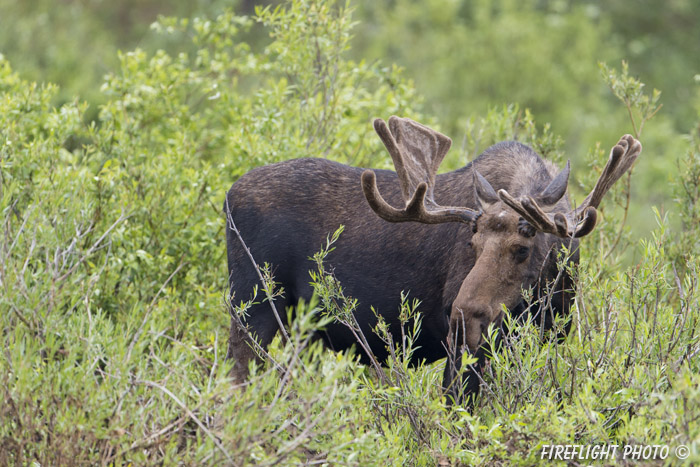wildlife;Bull Moose;Moose;Alces alces;Sagebrush;Grand Teton;WY;D4;2012
