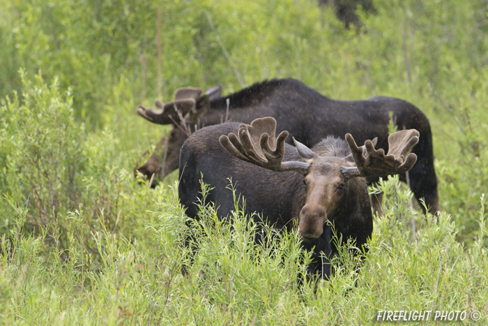 wildlife;Bull Moose;Moose;Alces alces;wetlands;Jackson Hole;Wyoming;WY;D4;2012