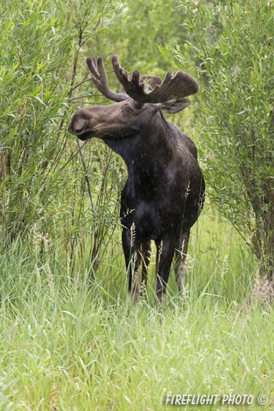 wildlife;Bull Moose;Moose;Alces alces;wetlands;Jackson Hole;Wyoming;WY;D4;2012