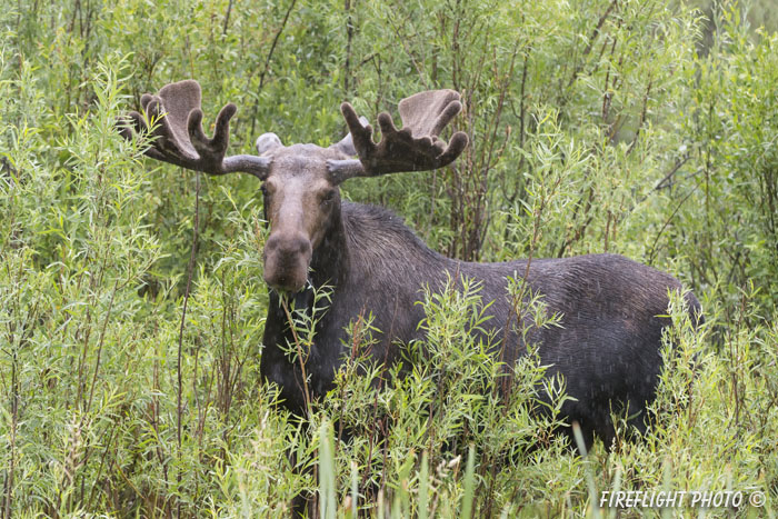 wildlife;Bull Moose;Moose;Alces alces;wetlands;Jackson Hole;Wyoming;WY;D4;2012