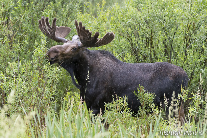 wildlife;Bull Moose;Moose;Alces alces;wetlands;Jackson Hole;Wyoming;WY;D4;2012