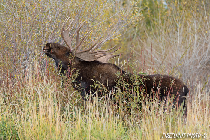 wildlife;Bull Moose;Moose;Alces alces;Gros Ventre;Grand Teton;WY;D4;2013