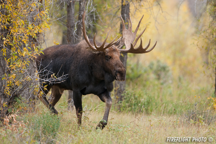 wildlife;Bull Moose;Moose;Alces alces;Gros Ventre;Grand Teton;WY;D3X;2013
