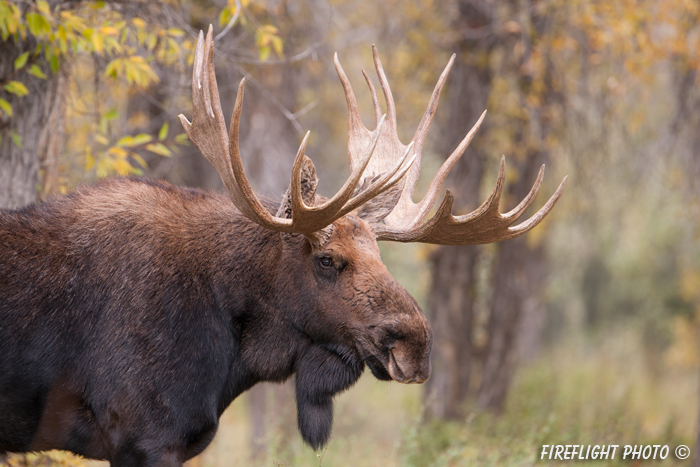 wildlife;Bull Moose;Moose;Alces alces;Gros Ventre;Head Shot;Grand Teton;WY;D3X;2013