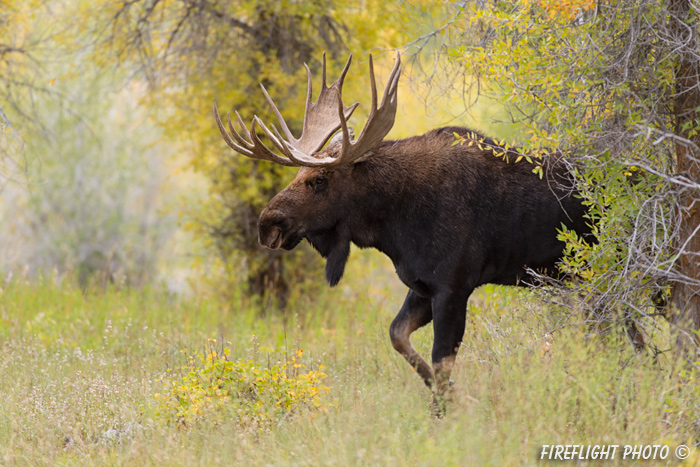 wildlife;Bull Moose;Moose;Alces alces;Gros Ventre;Cottonwoods;Grand Teton;WY;D4;2013